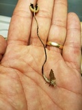 Psilocybe tampanensis image