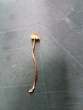 Psilocybe tampanensis image