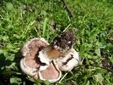 Agaricus incultorum image