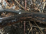 Hymenochaete rubiginosa image