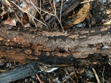 Hymenochaete rubiginosa image
