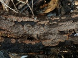 Hymenochaete rubiginosa image