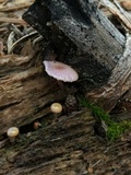 Chromosera cyanophylla image