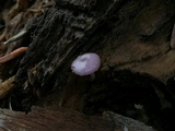 Chromosera cyanophylla image