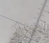Roridomyces roridus image