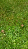Panaeolus cinctulus image