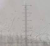 Roridomyces roridus image