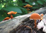 Pholiota granulosa image