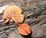 Pholiota granulosa image