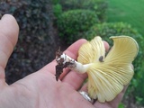 Chrysomphalina strombodes image
