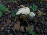Chrysomphalina strombodes image
