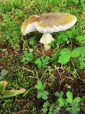 Amanita flavorubens image