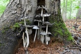 Coprinopsis alopecia image