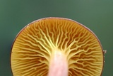 Phylloporus leucomycelinus image