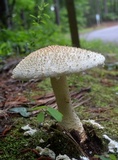 Amanita ravenelii image