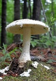 Amanita ravenelii image