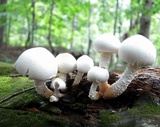 Neolentinus lepideus image