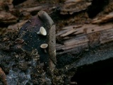 Ciboria rufofusca image