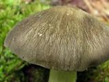 Megacollybia rodmani image