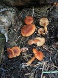 Rhodocybe nitellina image