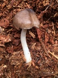 Pluteus primus image