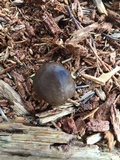 Pluteus primus image