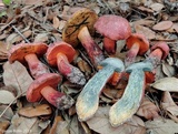 Butyriboletus floridanus image