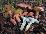 Butyriboletus floridanus image