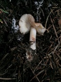 Rhodocollybia maculata image