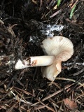 Rhodocollybia maculata image