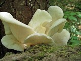 Pleurotus pulmonarius image
