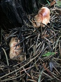 Rhodocollybia maculata image