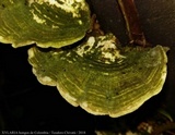 Trametes villosa image