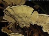 Trametes villosa image