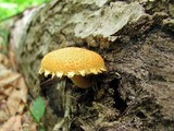 Pholiota flammans image