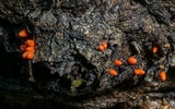 Lycogala conicum image