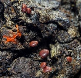 Lycogala conicum image