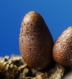 Lycogala conicum image