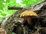 Pholiota flammans image