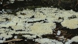 Ceratiomyxa fruticulosa var. fruticulosa image