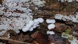 Ceratiomyxa fruticulosa var. fruticulosa image