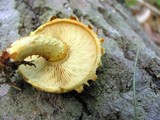 Pholiota flammans image