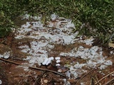 Ceratiomyxa fruticulosa var. fruticulosa image