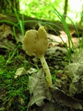 Helvella elastica image