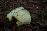 Tricholomopsis flammula image