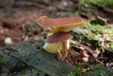 Tricholomopsis flammula image