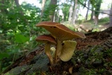 Tricholomopsis flammula image