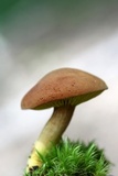 Phylloporus rhodoxanthus image