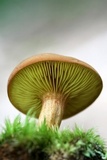 Phylloporus rhodoxanthus image