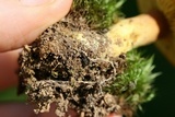Phylloporus rhodoxanthus image